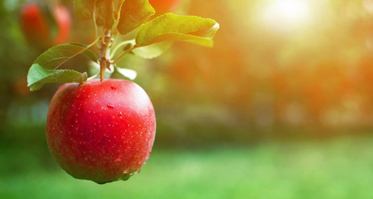 The Secret Life of Apples: Skin and Hair’s Favorite Snack
