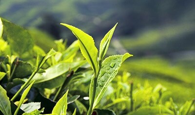 The Benefits Of Green Tea For Your Skin