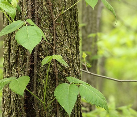 Poison Ivy: Dr. Joel Schlessinger shares treatment tips