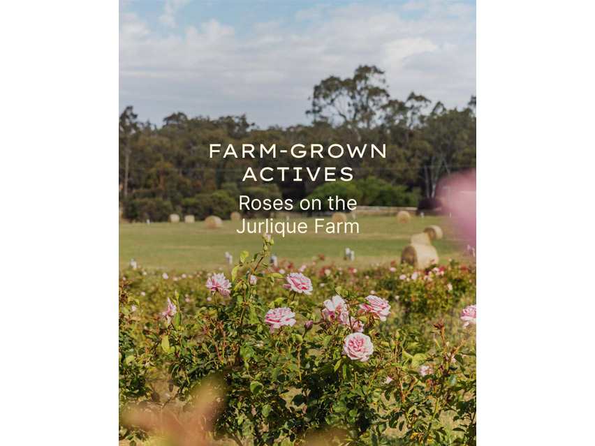 Jurlique Intense Rose Hand Cream