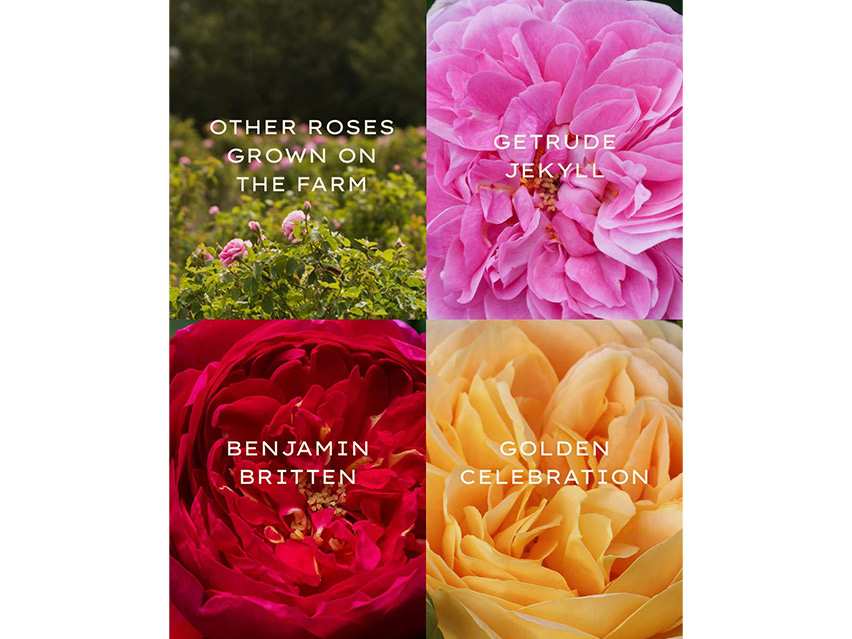 Jurlique Intense Rose Balancing Mist