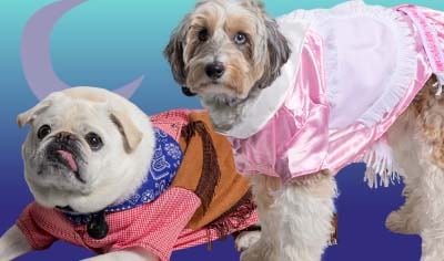 A white pug in a cowboy costume, tongue out, lies beside a multicolor Aussiedoodle in a pink cowgirl costume.