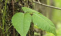 Poison Ivy: Dr. Joel Schlessinger shares treatment tips
