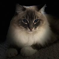 Profile picture of Kittysmom.