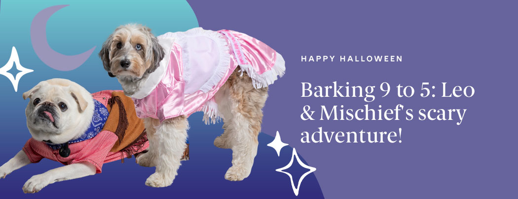 A white pug in a cowboy costume, tongue out, lies beside a multicolor Aussiedoodle in a pink cowgirl costume.