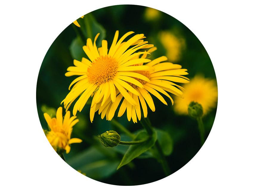 COOLA Anti-Aging Hand Cream SPF 30